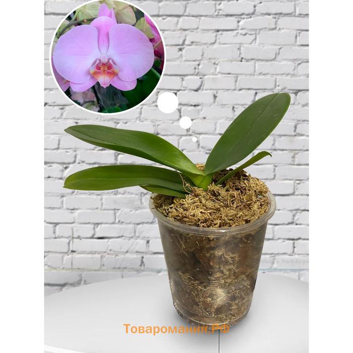 Орхидея Фаленопсис Happy Lizard,  без цветка (детка), горшок  2,5 дюйма