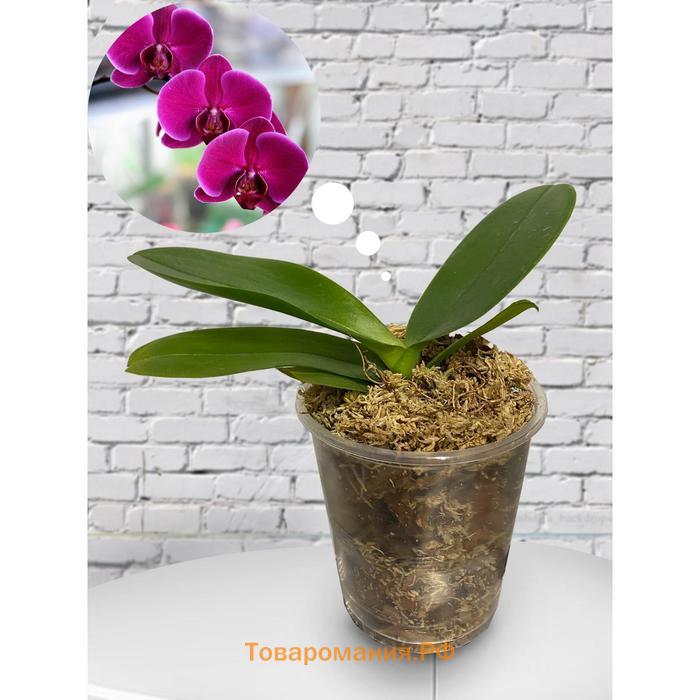 Орхидея Фаленопсис SI3469,  без цветка (детка), горшок  2,5 дюйма