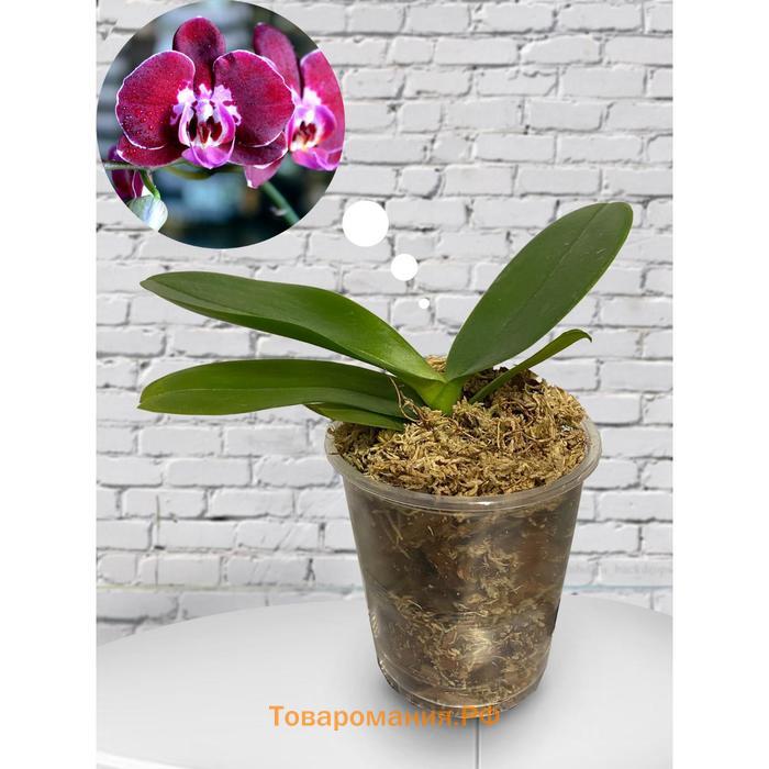 Орхидея Фаленопсис Armion,  без цветка (детка), горшок  2,5 дюйма