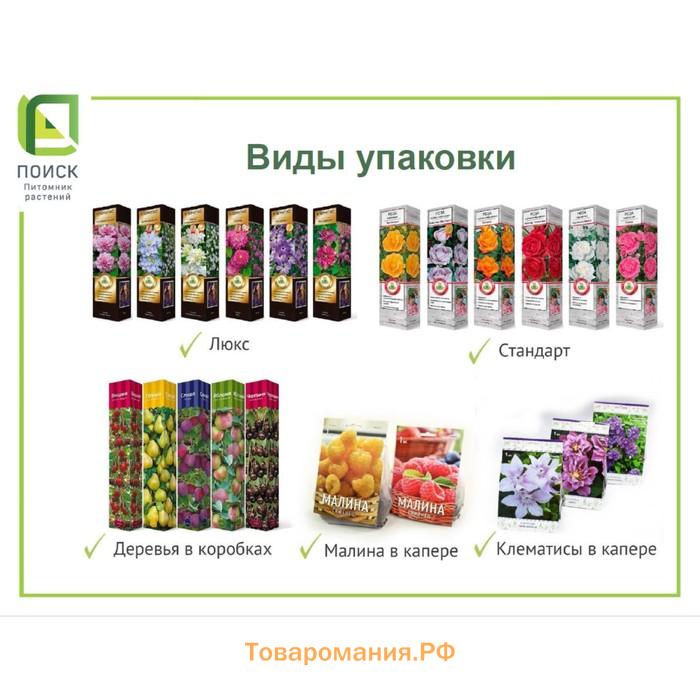 Сирень обыкновенная «Мечта» саженец, декоративный, цветущий, 1 шт., туба