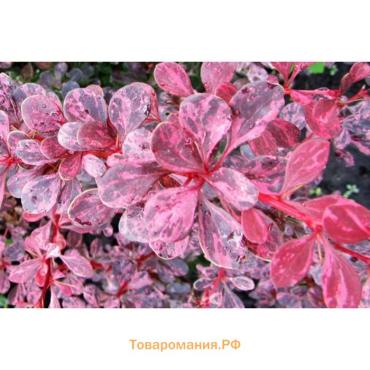 Барбарис Тунберга «Розетта» ,саженец, 1 шт., туба